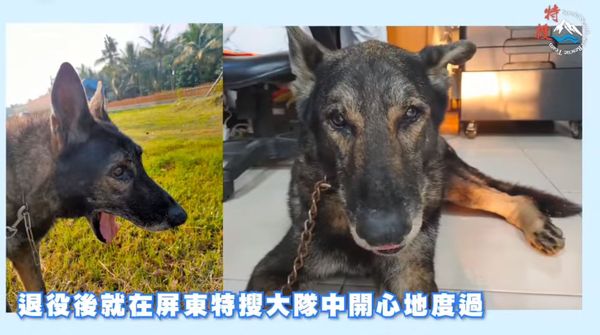 ▲▼搜救犬DiDi離世。（圖／屏東縣政府消防局特種搜救大隊授權提供）