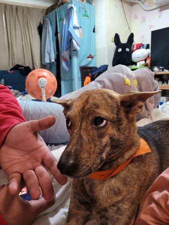 ▲翅膀硬了！汪見爸「握手邀請」超不屑　翻白眼鄙視：什麼都沒有。（圖／有點毛毛的／粉專「我哎康小咪」提供）