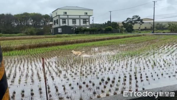 ▲鄉下田出現「狗狗高速衝刺」激起大片浪花　網：以為水上摩托車。（圖／網友董小光提供，請勿隨意翻拍，以免侵權。）