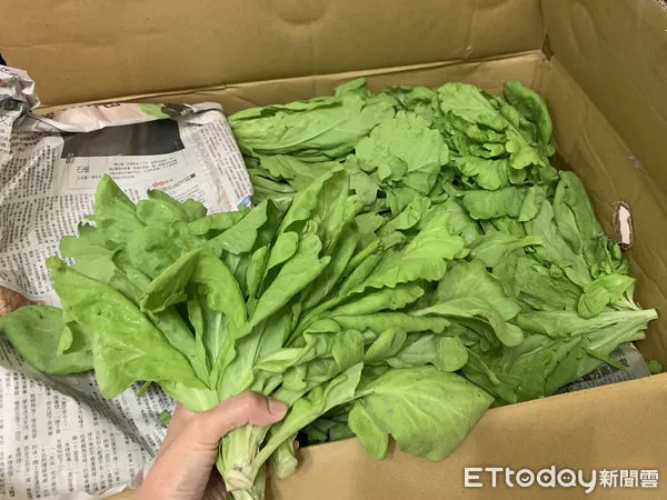 ▲寒流來襲，薑母鴨、羊肉爐業者生意強強滾，帶動火鍋類蔬菜銷售量，美味又營養的茼蒿，是消費者吃鍋必點蔬菜之一，需求量大增。（圖／記者蔡佩旻攝）