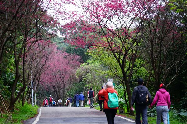 ▲滬尾櫻花大道,鯨彩中港光雕展,選煉廠遺址,深澳鐵道自行車,朱紅色淡蘭吊橋,新北市旅遊,。（圖／新北市觀旅局提供）