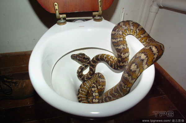 馬桶裡有蛇！各國案例不鮮，圖為2009年9月4日，澳洲男子艾瑞克（Erik Rantzau）在他家的馬桶裡發現3米長的蟒蛇。（圖／達志影像）