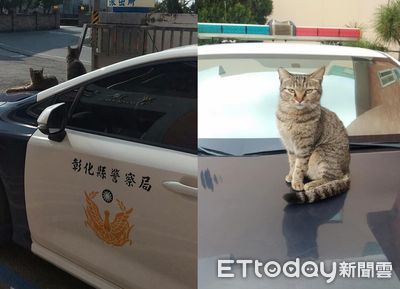 警車遭「囂張貓集團」打劫！驕傲臉回瞪　員警無奈開罐罐交換