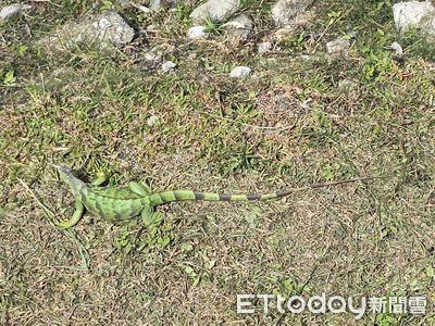 東台灣淪陷！　花蓮近年首度捕獲綠鬣蜥...恐已成棲息地