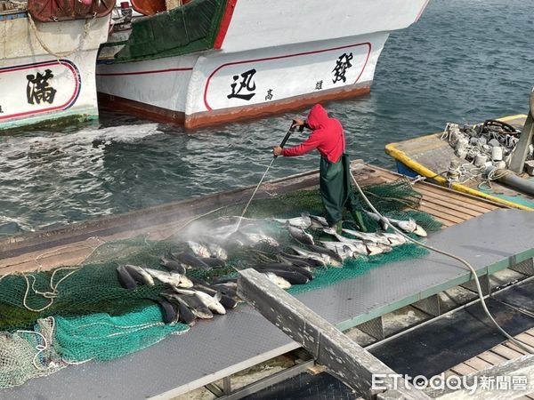 ▲▼ 災害浮現 澎湖箱網養殖業者損失百萬 花生也全軍覆沒。（圖／記者陳韋男攝）