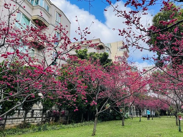 ▲228連假踏青好所在，中壢莒光公園賞櫻去。（圖／環保局提供）