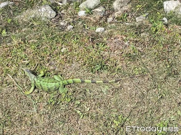 ▲花蓮縣府於吉安溪河岸捕獲雌性綠鬣蜥成體一隻，為花蓮縣近年首例。（圖／花蓮縣政府提供）