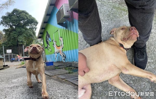 ▲比特犬「索爾」。（圖／社團法人台灣愛狗人協會提供，請勿隨意翻拍，以免侵權。）