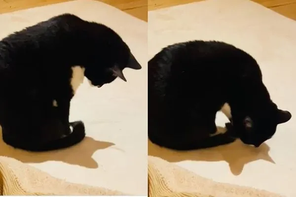 ▲10歲貓第一次發現影子「歪頭疑惑」　湊地板狂聞：什麼東西？（圖／翻攝自Twitter／@silentgero1）