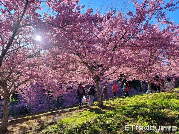 ▲▼228連假福壽山農場湧入賞櫻人潮。（圖／福壽山農場提供）