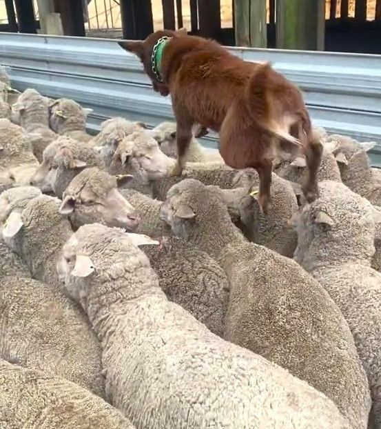 ▲▼牧羊犬為疏導交通在「羊群背上連環跳」　10秒解決大塞車：我厲害吧～（圖／翻攝自TikTok／shimmydowns）