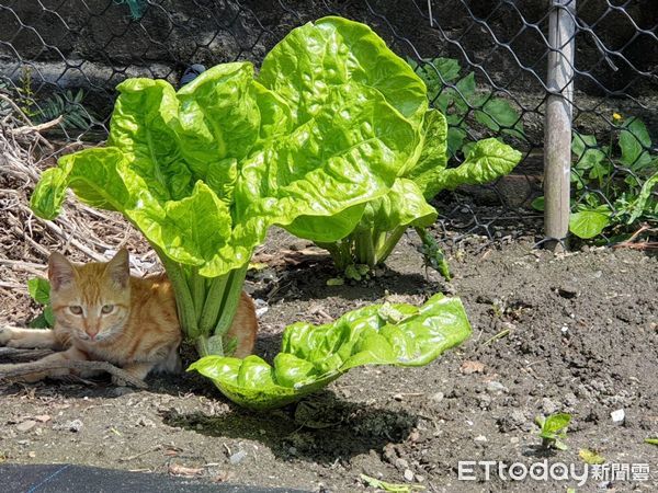 ▲▼橘貓遮陽（圖／網友高小姐授權，請勿隨意翻拍，以免侵權。）