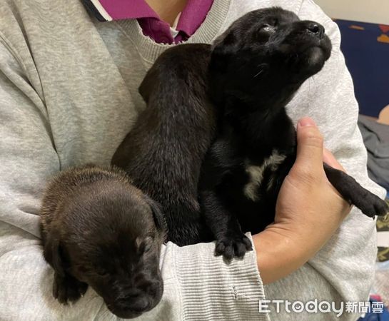 送養狗狗。（圖／粉專「我家有個動物園-狗醫生熊妹的家」提供）