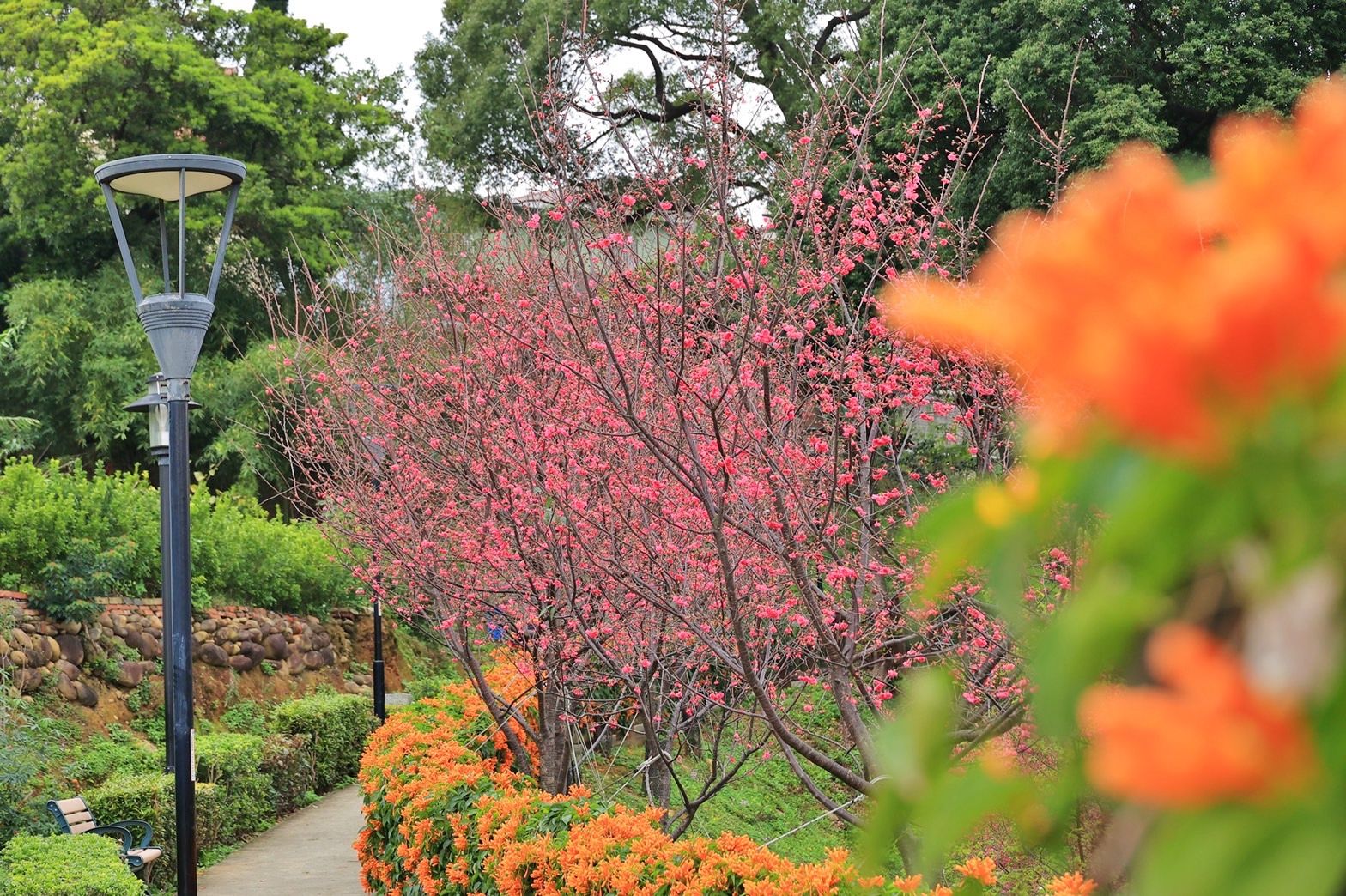 ▲鶯歌永吉公園櫻花齊綻放 炮仗花粉橙爭妍喜迎春。（圖／新北市景觀處提供）