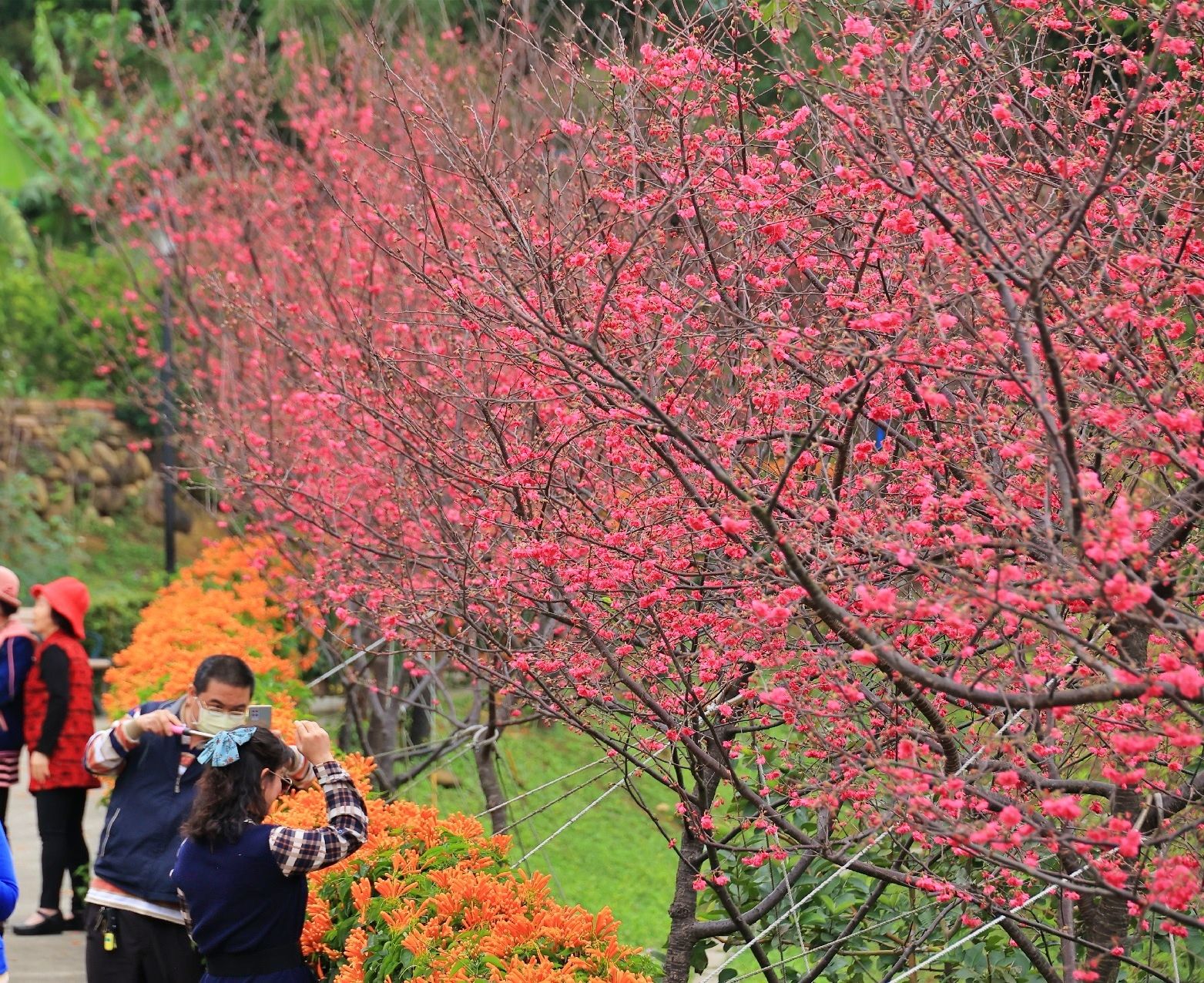 ▲鶯歌永吉公園櫻花齊綻放 炮仗花粉橙爭妍喜迎春。（圖／新北市景觀處提供）