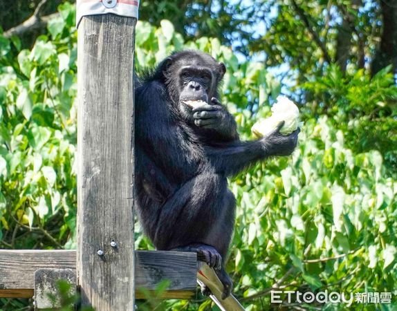 ▲▼動物園推新菜色！黑猩猩熟練剝皮開吃。（圖／台北市立動物園提供）