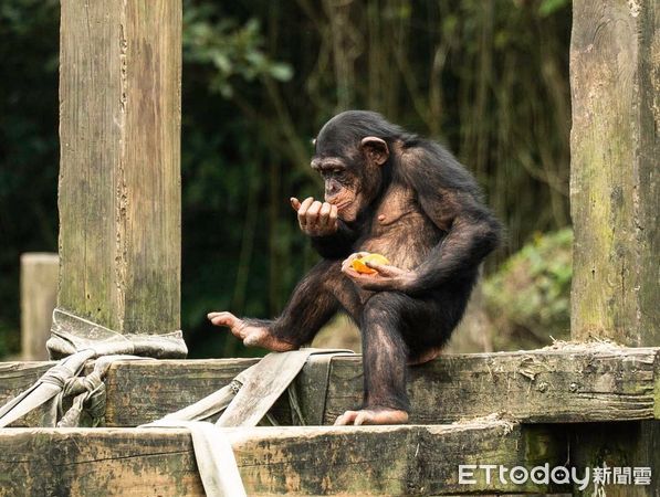 ▲▼動物園推新菜色！黑猩猩熟練剝皮開吃。（圖／台北市立動物園提供）