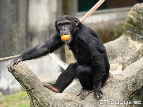 ▲▼動物園推新菜色！黑猩猩熟練剝皮開吃。（圖／台北市立動物園提供）