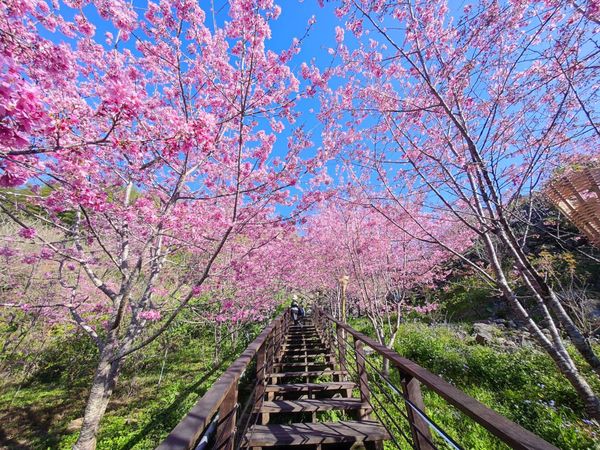 ▲▼2022頂石棹櫻花開了。（圖／東哥野旅行臉書專頁授權提供）