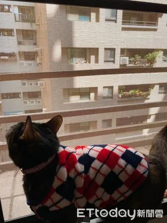 ▲愛貓穿格子毛衣曬太陽　巧合和「鄰居2喵撞衫」笑噴媽：約好的？（圖／飼主Candy小姐提供）