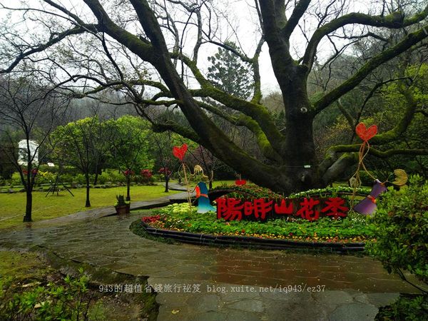 ▲▼陽明山花季。（圖／943的超值省錢旅行秘笈提供）