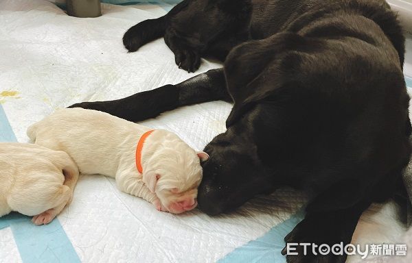 ▲▼導盲犬生力軍Obi和Olga來報到！　未睜眼露粉嫩狗掌萌度破表。（圖／台灣導盲犬協會授權提供）