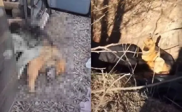 ▲烏克蘭男遭槍擊「愛犬滿身血慘死」　另隻倖存守屍體旁不敢離開。（圖／翻攝自Twitter@Bacco110）