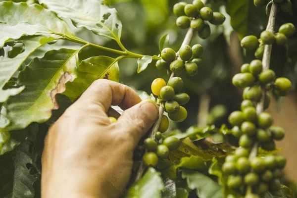 ▲桃園推廣咖啡豆種植有成，舉辦第一屆咖啡莊園節。（圖／農業局提供）