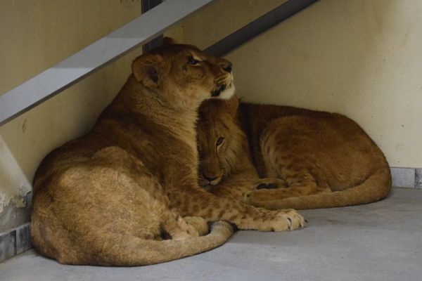 烏克蘭獅子老虎抵達波蘭波茲南動物園。（圖／翻攝自Zoo Poznań Official Site）