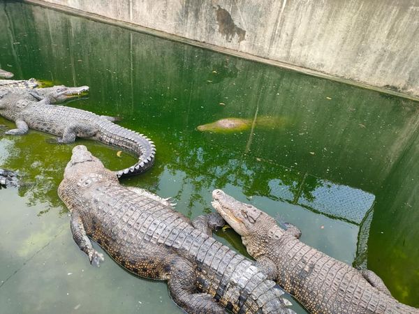 ▲▼埔里腳筊白筍田出現2隻鱷魚 。（圖／翻攝自臉書《埔里人》）