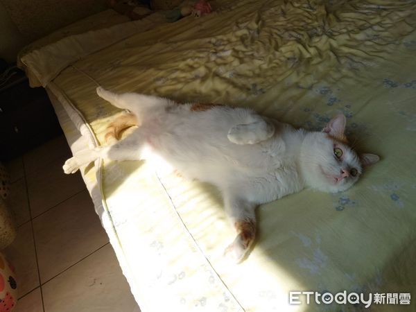 ▲▼貓咪之前在外流浪，現在翹腳睡電熱毯。（圖／網友方亦慈授權提供）
