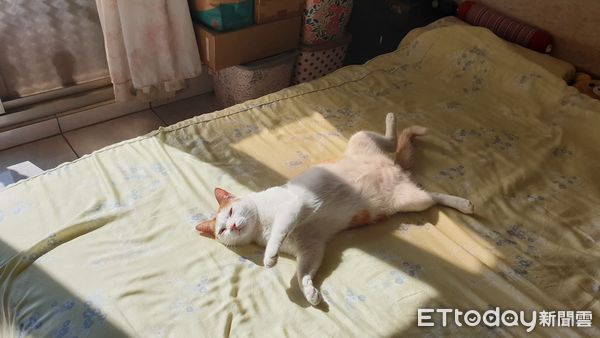 ▲▼貓咪之前在外流浪，現在翹腳睡電熱毯。（圖／網友方亦慈授權提供）