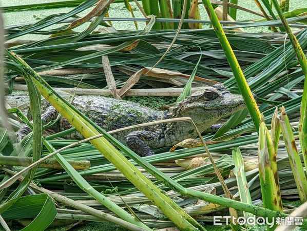 ▲▼南投埔里筊白筍田裡有鱷魚。（圖／民眾提供）