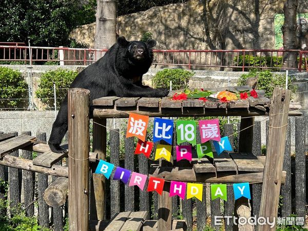 ▲壽山動物園波比過生日             。（圖／記者吳奕靖翻攝）