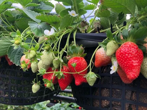 ▲草莓已成為內湖白石湖社區的地方特色。（圖／北市產發局提供）