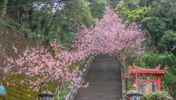 ▲碧山巖圓覺寺椿寒櫻3/2花況。（圖／網友Allen Lin提供，請勿隨意翻拍，以免侵權）