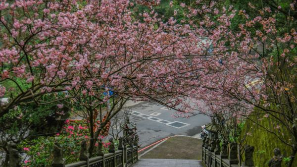 ▲碧山巖圓覺寺椿寒櫻3/2花況。（圖／網友Allen Lin提供，請勿隨意翻拍，以免侵權）