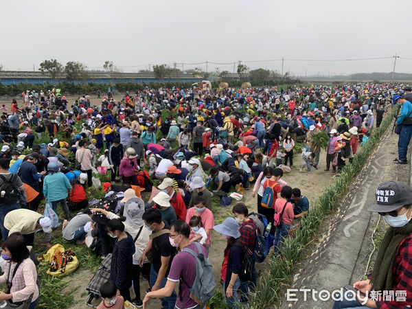 ▲雲林東勢鄉公所偕在地企業「VDS活力東勢」共同舉辦國際臺灣蘿蔔日暨農特產行銷，3月5日上千名民眾拔蘿蔔挑戰金氏世界紀錄，在倒數聲後，上千人一同把起蘿蔔創下紀錄。（圖／記者蔡佩旻攝）