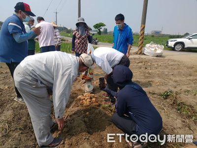 台南新市甘藷損害達救助標準　台南市府將向農糧署爭取現金救助