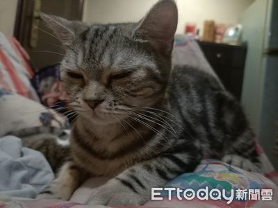 台中惡火飼主抱3貓逃難「1美短失蹤」 他嗆傷哭了:沒救到很自責