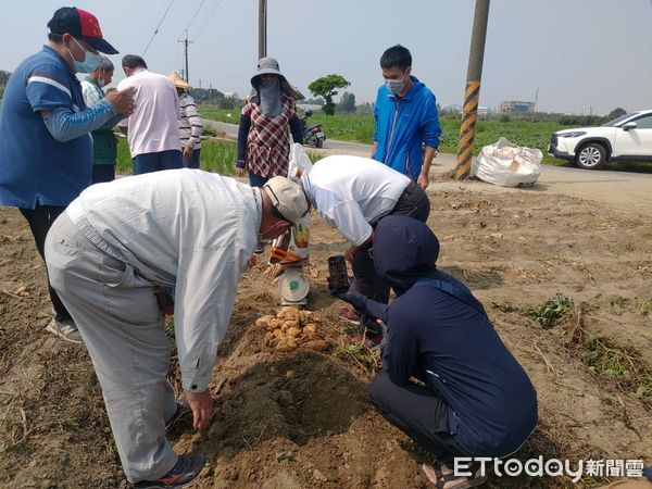 ▲台南市新市區甘藷疑似因天然災害造成裂果嚴重產量大減，農業局6日邀集農業試驗所、南區分署 、新市區公所等勘查，勘查結果受損害程度已達災損救助標準，將提報爭取現金救助。（圖／記者林悅翻攝，下同）