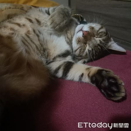 ▲台中惡火飼主抱3貓逃難「1美短失蹤」　他嗆傷哭了：沒救到很自責。（圖／飼主陳妮妮提供）