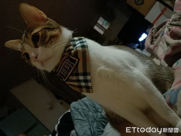 ▲台中惡火飼主抱3貓逃難「1美短失蹤」　他嗆傷哭了：沒救到很自責。（圖／飼主陳妮妮提供）