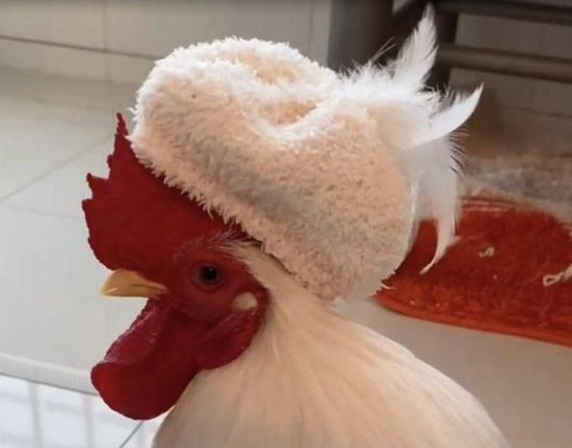 ▲上海一名女子替寵物雞做美甲。（圖／翻攝極目新聞）