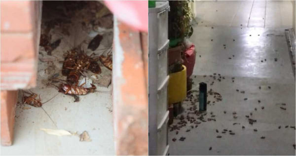 有住戶拿殺蟲劑往家門口盆栽一噴，上百隻蟑螂瞬間全「逃」出來，沒多久就死亡了。（圖／翻攝《中國報》網站)