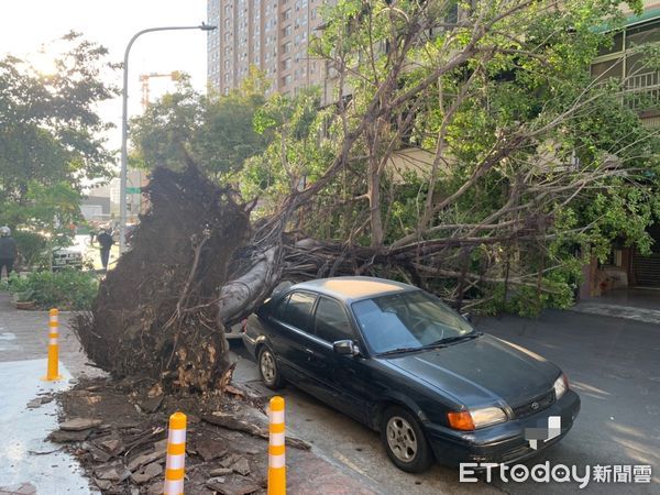 ▲▼快訊／高雄吹狂風！路樹連根拔起砸1車。1處工地圍籬也被吹翻。（圖／記者賴文萱翻攝）