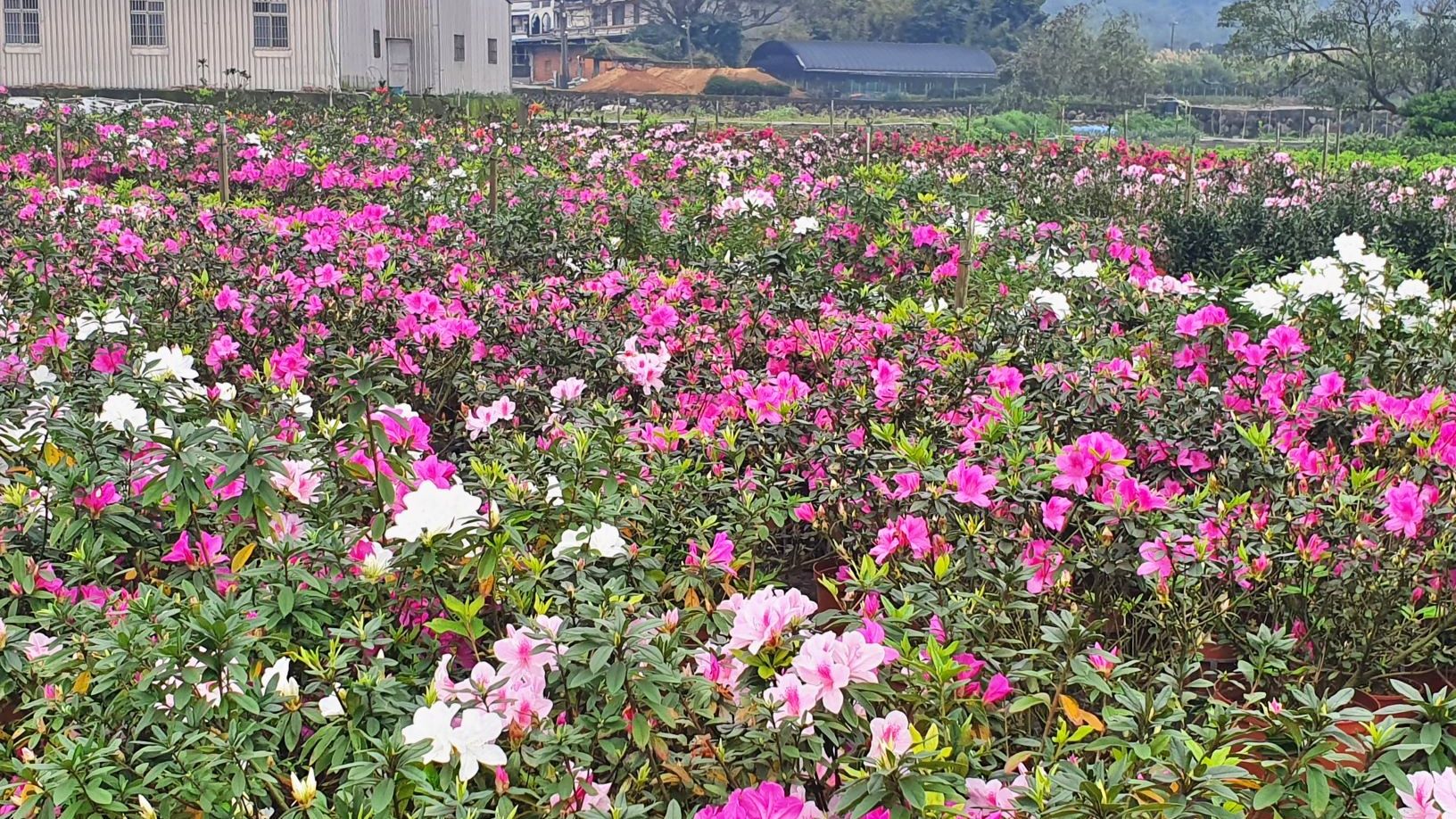 ▲青昀苗圃種植杜鵑花團錦簇 新北青農女力黃美娟表現亮眼。（圖／新北市農業局提供）