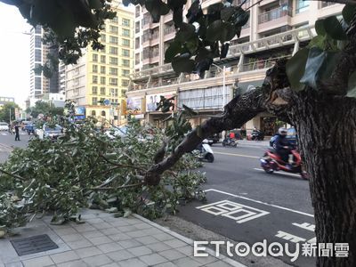 快訊／高雄艷陽天卻狂颳怪風　衰騎士突遭倒塌路樹砸中送醫