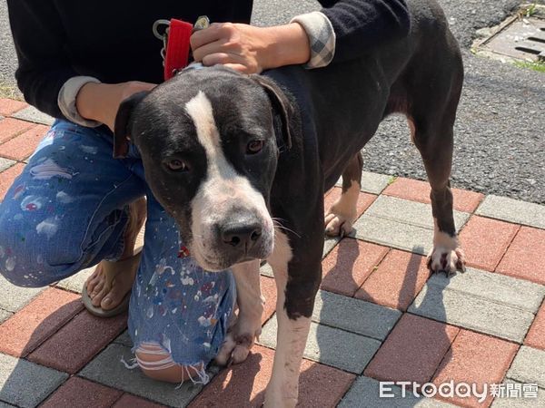 比特犬恰恰被偷去當繁殖犬，飼主看新聞找回牠。（圖／台灣愛狗人協會提供）