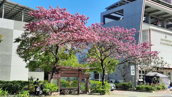 ▲▼台南紅花風鈴木。（圖／台南旅遊臉書專頁授權提供）